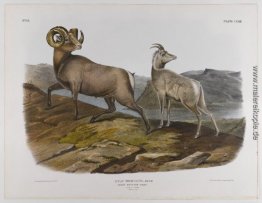 Rocky Mountain Sheep