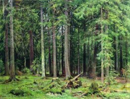 Wald in Mordvinovo