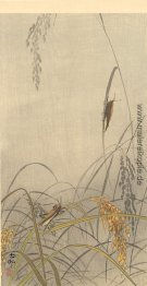 Grasshoppers an Reispflanzen Grasshoppers an Reispflanzen