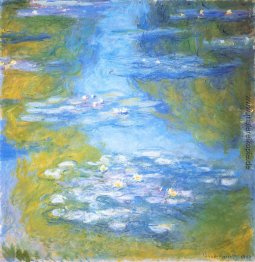 Wasserlilien Wasserlilien