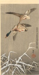 Stockenten Stockenten