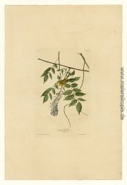 Platte 95 Yellow-Umfrage Warbler