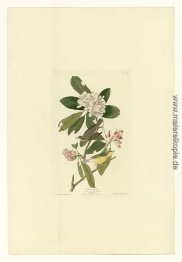 Platte 103 Canada Warbler Platte 103 Canada Warbler