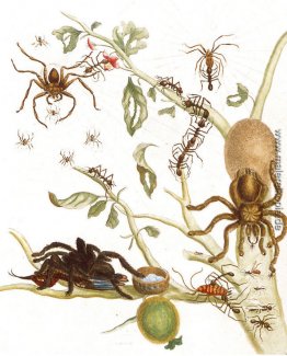 Spinnen, Ameisen und Kolibri auf einem Ast eines Guave