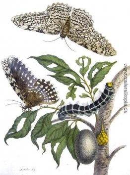 von Metamorphosis insectorum Surinamensium, Teller XX. (Thysania