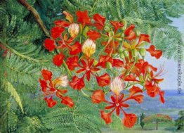 Laub und Blumen von einem Baum Madagaskar