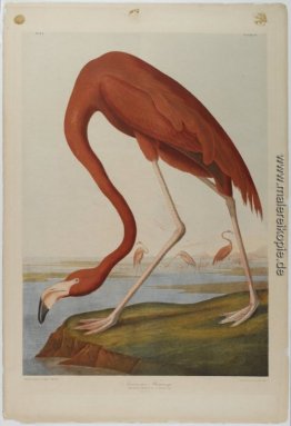 American Flamingo