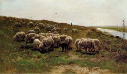 Schafe auf einem Deich