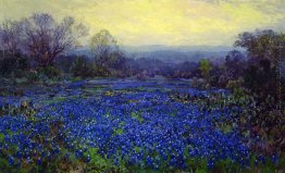 Bereich der Bluebonnets