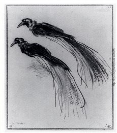 Zwei Studien eines Paradiesvogel Zwei Studien eines Paradiesvogel