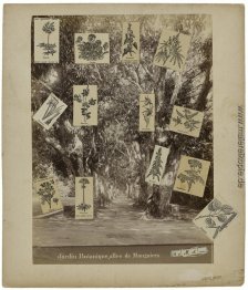 Jardin botanique, allée de Manguiers