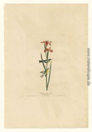 Platte 15 Blau Gelb-backed Warbler