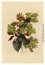 Platte 107 Canada Jay Platte 107 Canada Jay