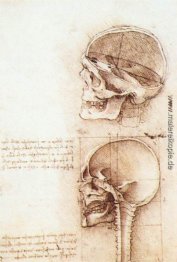 Studium der menschlichen Schädel