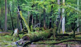 Reduzieren Sie Eiche im Wald Bialowiezka