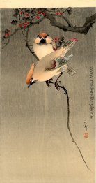 Stare und Cherry Tree