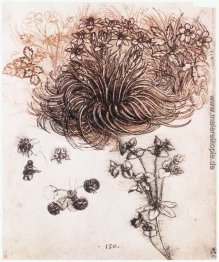 Stof Bethlehem und anderen Pflanzen Stof Bethlehem und anderen Pflanzen