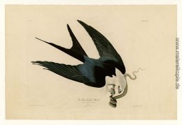 Platte 72 Swallow-tailed Hawk