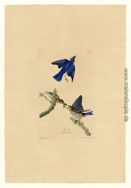 Platte 113 Blau-Vogel
