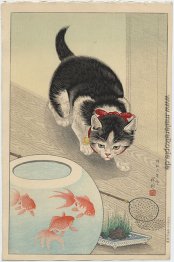 Katze und Schüssel Goldfish Katze und Schüssel Goldfish