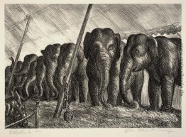 Circus Elephants