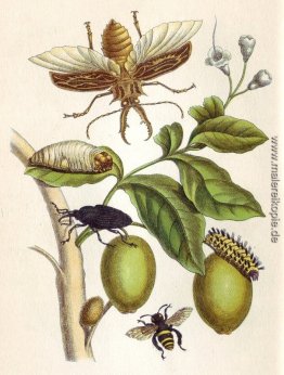 von Metamorphosis insectorum Surinamensium, Tafel XLVIII