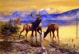 Elk in Lake McDonald Elk in Lake McDonald