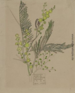 Mimose Mimose