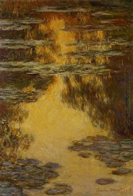 Wasserlilien Wasserlilien