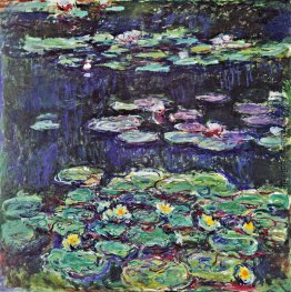 Wasserlilien Wasserlilien