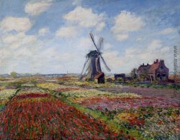Fields of Tulip With The Rijnsburg Windmühle Fields of Tulip With The Rijnsburg Windmühle