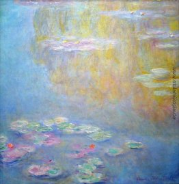 Wasserlilien Wasserlilien