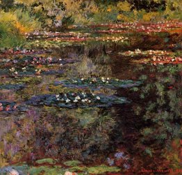 Wasserlilien Wasserlilien