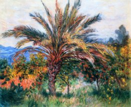 Palme bei Bordighera Palme bei Bordighera