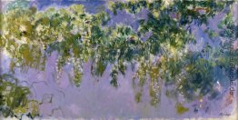 Wisteria Wisteria