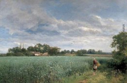 Ein Bean-Feld bei Pickersleigh, in der Nähe von Malvern, Worcest Ein Bean-Feld bei Pickersleigh, in der Nähe von Malvern, Worcest