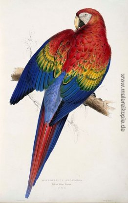 Macrocercus aracanga (Ara Macao) Macrocercus aracanga (Ara Macao)