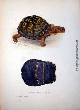 Terrapene clausa Terrapene clausa