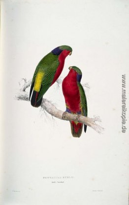 Psittacula kuhlii (Kuhl Lorikeets) Psittacula kuhlii (Kuhl Lorikeets)