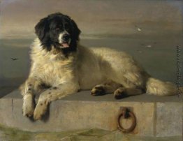 Ein angesehenes Mitglied der Humane Society Ein angesehenes Mitglied der Humane Society