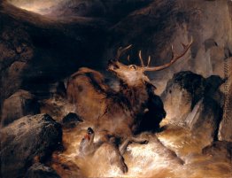 Rehe und Hirsche Hounds in einem Gebirgsbach Rehe und Hirsche Hounds in einem Gebirgsbach