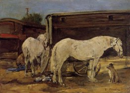 Gypsy Horses Gypsy Horses