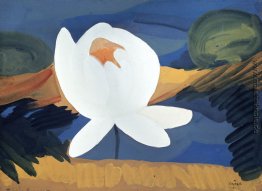 Lotus Lotus