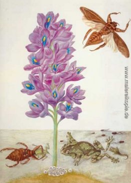 Wasserskorpion, Frösche, Kaulquappen und Wasserhyazinthe Wasserskorpion, Frösche, Kaulquappen und Wasserhyazinthe