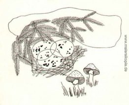 Ein Nest im Geäst Ein Nest im Geäst
