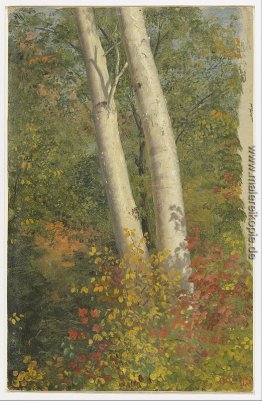 Birken im Herbst Birken im Herbst
