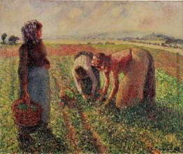 Picking Peas Picking Peas