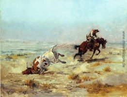 Lasso fangen eine Steer Lasso fangen eine Steer