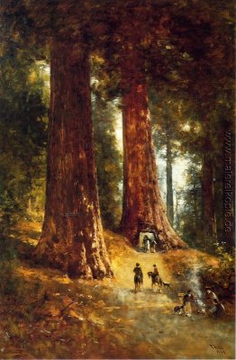 In den Redwoods In den Redwoods
