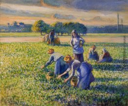 Picking Peas Picking Peas